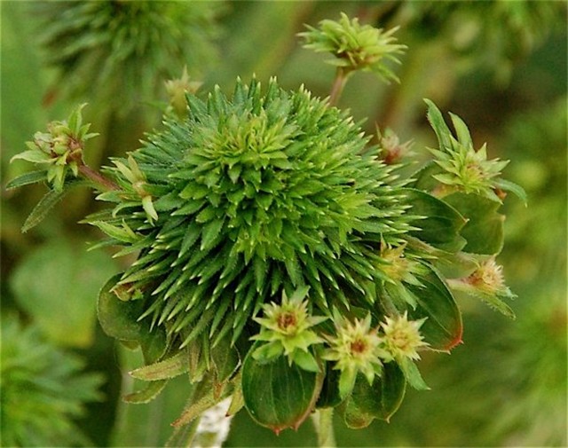 Rudbekija - Mutacija
